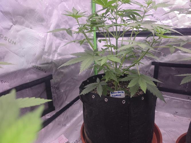 Banana Cherry Cookies Fastbuds. Week 4