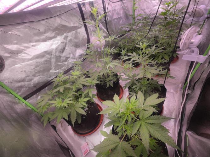Banana Cherry Cookies Fastbuds. Week 4