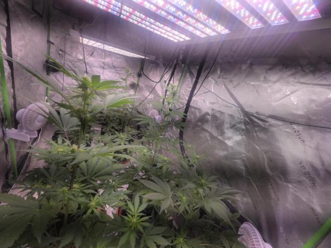 Frostbanger Strong Strains trial pack. Week 6