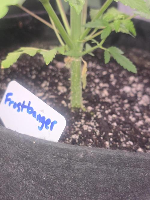 Frostbanger Strong Strains trial pack. Week 6