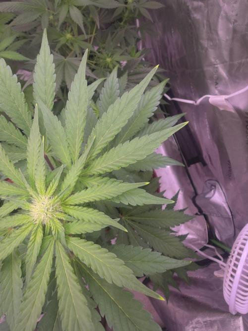 Frostbanger Strong Strains trial pack. Week 6