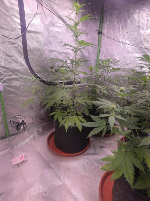 Banana Frost - Champions Line Trial pack. Week 6