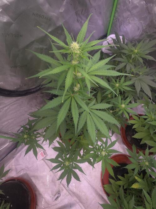 Banana Frost - Champions Line Trial pack. Week 6