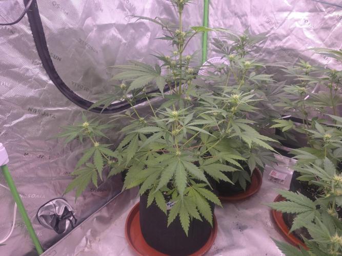 Banana Frost - Champions Line Trial pack. Week 6