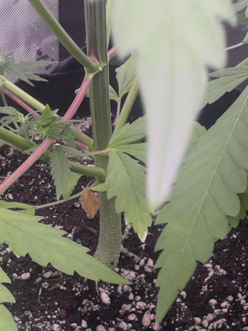 Banana Frost - Champions Line Trial pack. Week 6