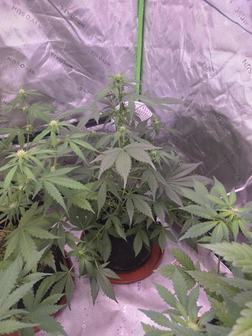Strawberry Gorilla - Strong Pack. Week 6
