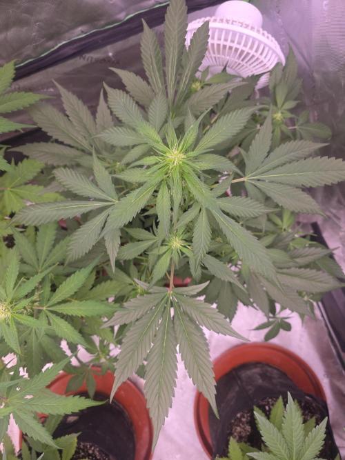 Strawberry Gorilla - Strong Pack. Week 6