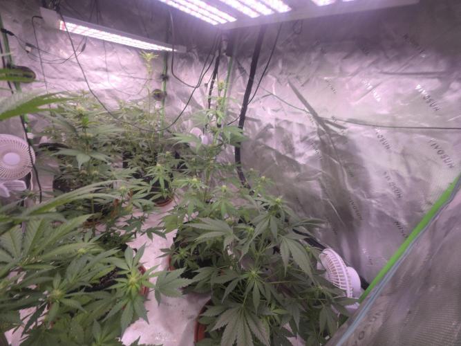 Strawberry Gorilla - Strong Pack. Week 6
