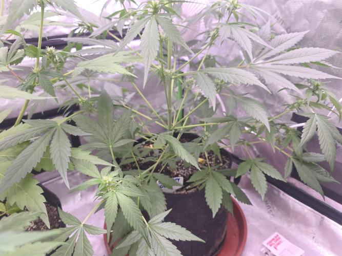 Strawberry Gorilla - Strong Pack. Week 6