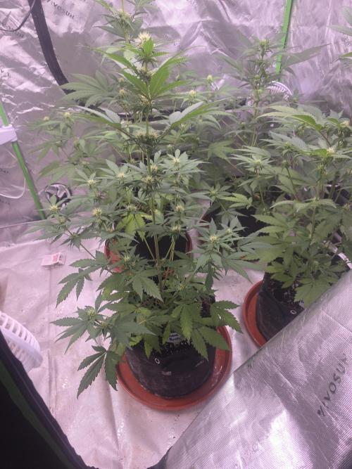 Guava Runtz - Champions Line Trial Pack. Week 6