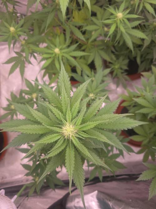 Guava Runtz - Champions Line Trial Pack. Week 6