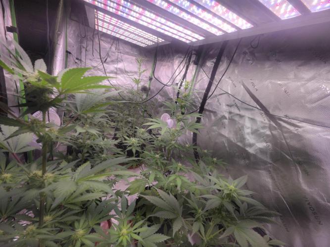 Guava Runtz - Champions Line Trial Pack. Week 6