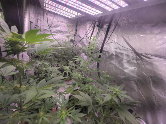 Guava Runtz - Champions Line Trial Pack. Week 6