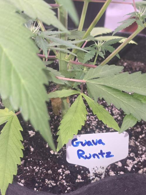 Guava Runtz - Champions Line Trial Pack. Week 6