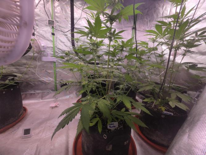 Guava Runtz - Champions Line Trial Pack. Week 6