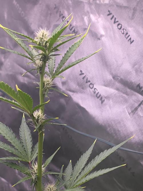 Mendo Guava - Champions Line Trial Pack. Week 6