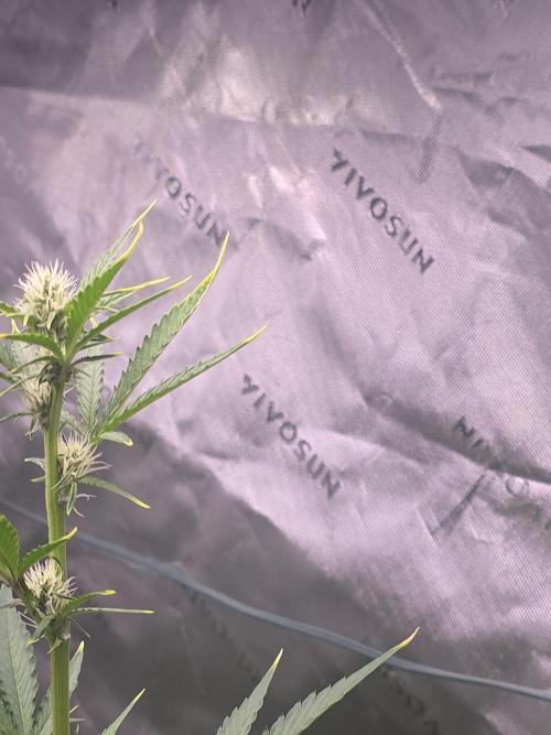 Mendo Guava - Champions Line Trial Pack. Week 6