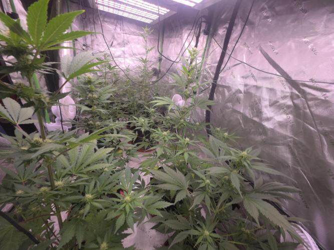 Mendo Guava - Champions Line Trial Pack. Week 6