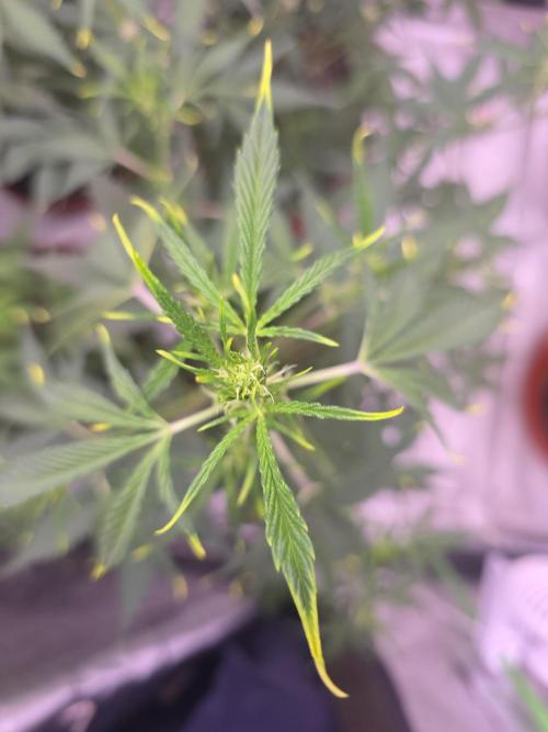 Gorilla Cookies - Fastbuds. Week 5