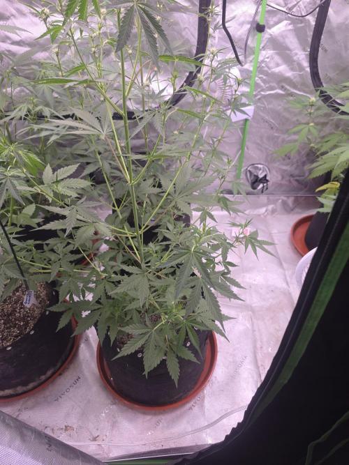 Gorilla Cookies - Fastbuds. Week 5