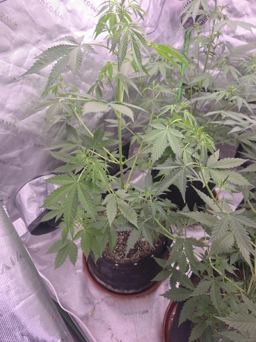 Gorilla Cookies - Fastbuds. Week 5