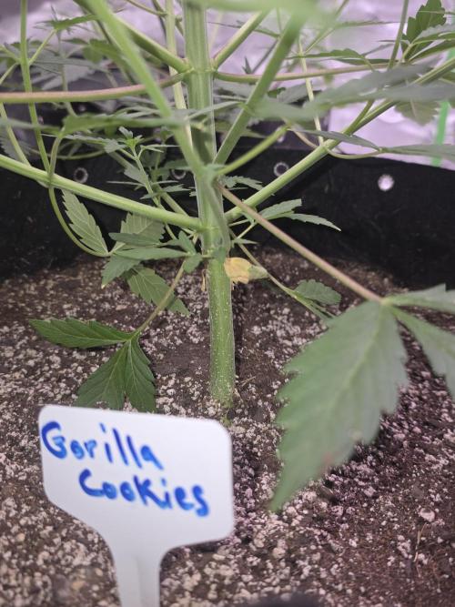 Gorilla Cookies - Fastbuds. Week 5