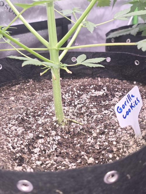 Gorilla Cookies - Fastbuds. Week 5