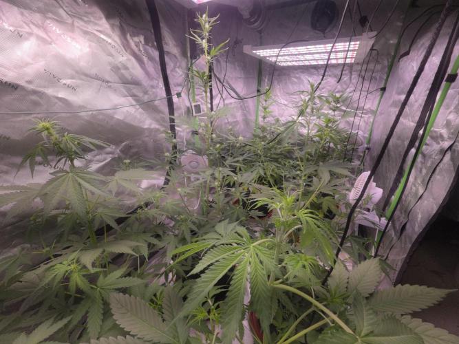 Gorilla Cookies - Fastbuds. Week 5