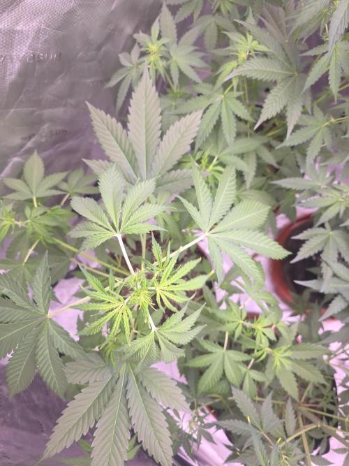 Gorilla Cookies - Fastbuds. Week 5
