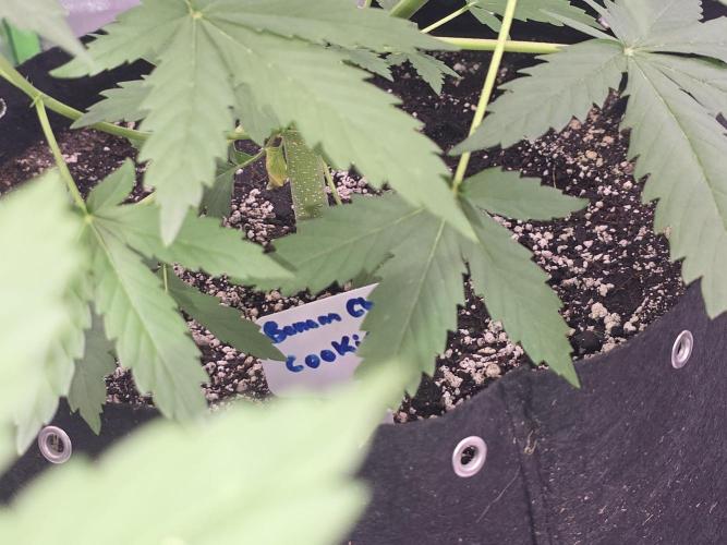 Banana Cherry Cookies Fastbuds. Week 5