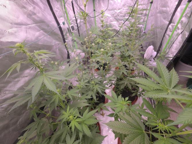 Banana Cherry Cookies Fastbuds. Week 5