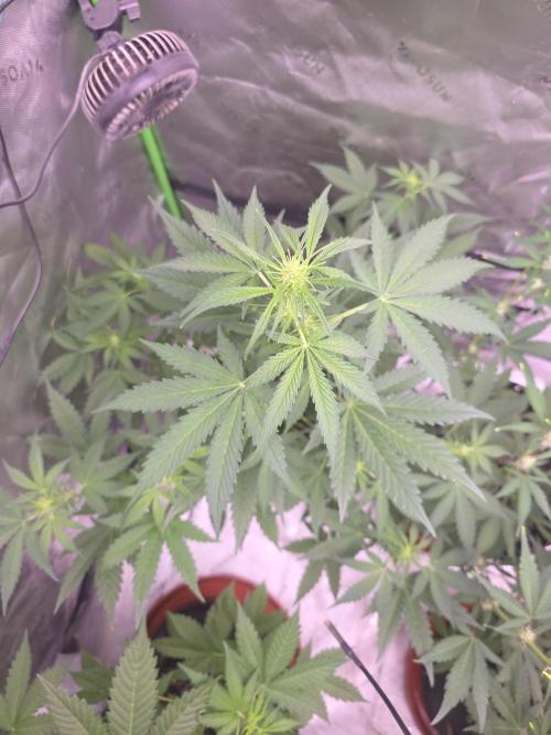 Banana Cherry Cookies Fastbuds. Week 5