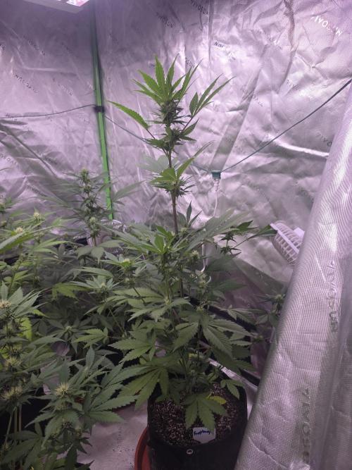 Frostbanger Strong Strains trial pack. Week 7