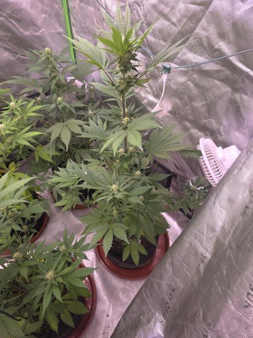 Frostbanger Strong Strains trial pack. Week 7