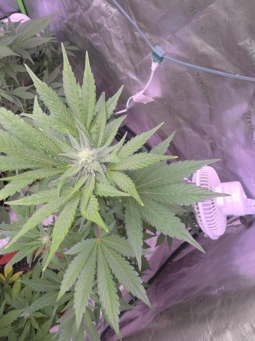 Frostbanger Strong Strains trial pack. Week 7