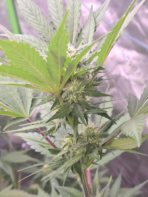 Frostbanger Strong Strains trial pack. Week 7