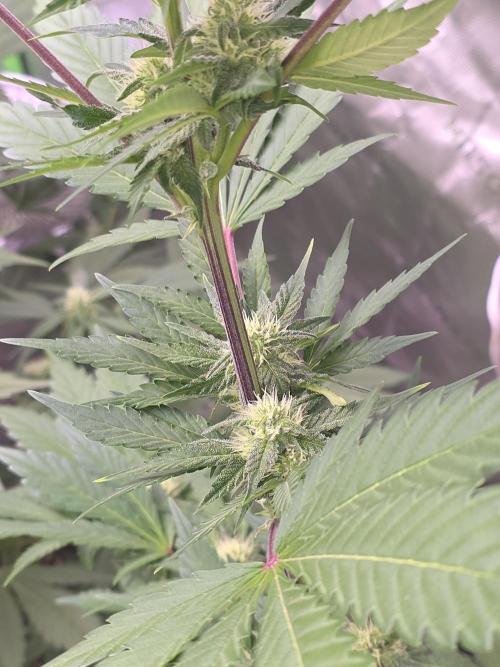 Frostbanger Strong Strains trial pack. Week 7