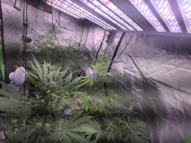 Frostbanger Strong Strains trial pack. Week 7
