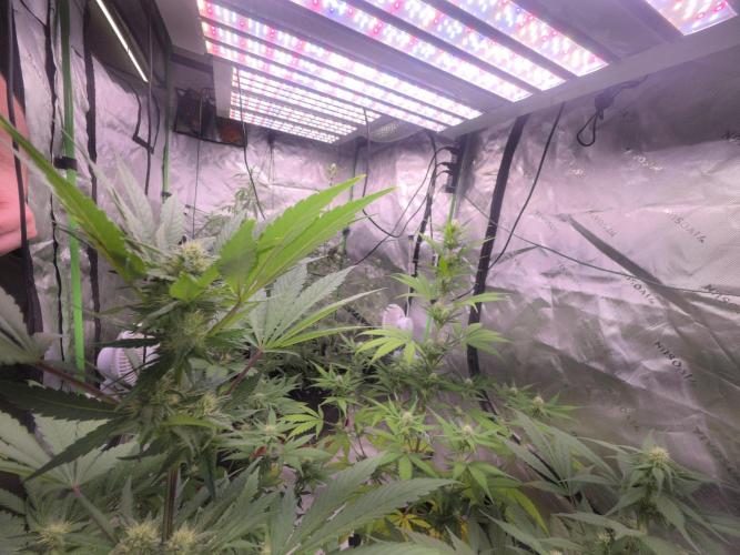 Grow Tent Pro 4x8 P848 (48 x 96 x 80). Week 7