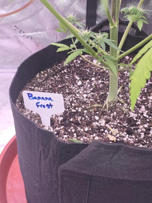 Banana Frost - Champions Line Trial pack. Week 7