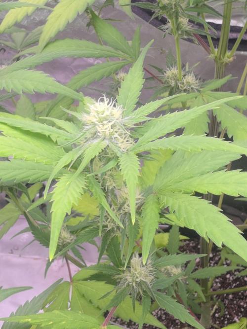 Banana Frost - Champions Line Trial pack. Week 7