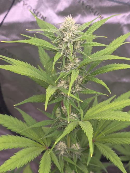 Banana Frost - Champions Line Trial pack. Week 7