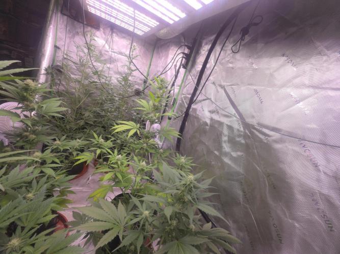Banana Frost - Champions Line Trial pack. Week 7