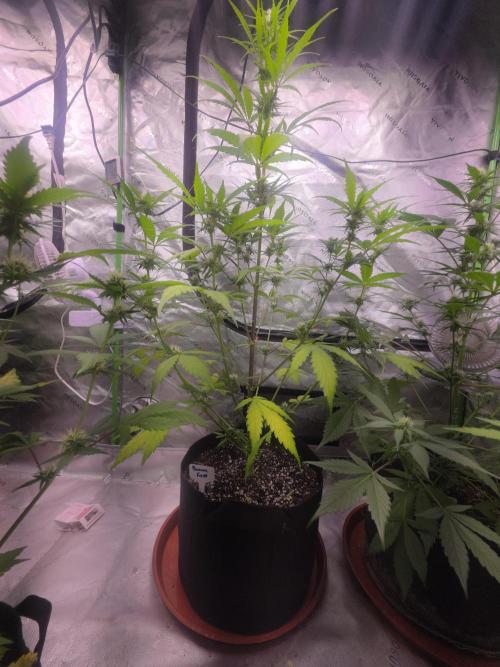 Banana Frost - Champions Line Trial pack. Week 7