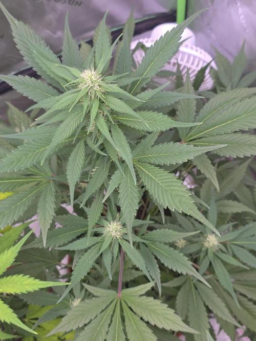 Strawberry Gorilla - Strong Pack. Week 7