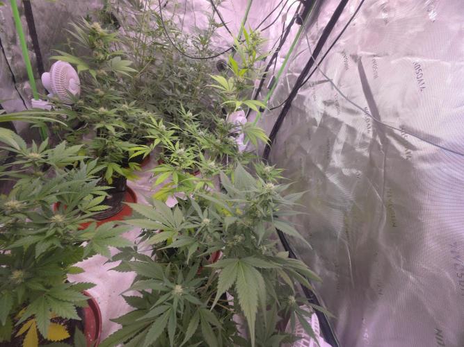 Strawberry Gorilla - Strong Pack. Week 7