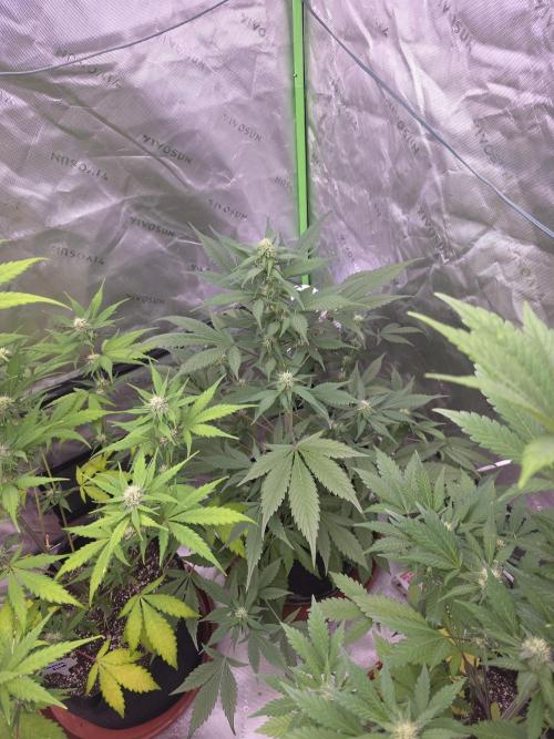 Strawberry Gorilla - Strong Pack. Week 7