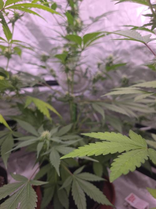 Strawberry Gorilla - Strong Pack. Week 7