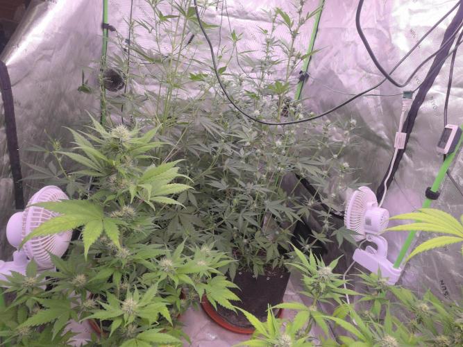 Guava Runtz - Champions Line Trial Pack. Week 7