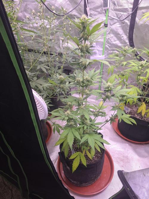 Guava Runtz - Champions Line Trial Pack. Week 7